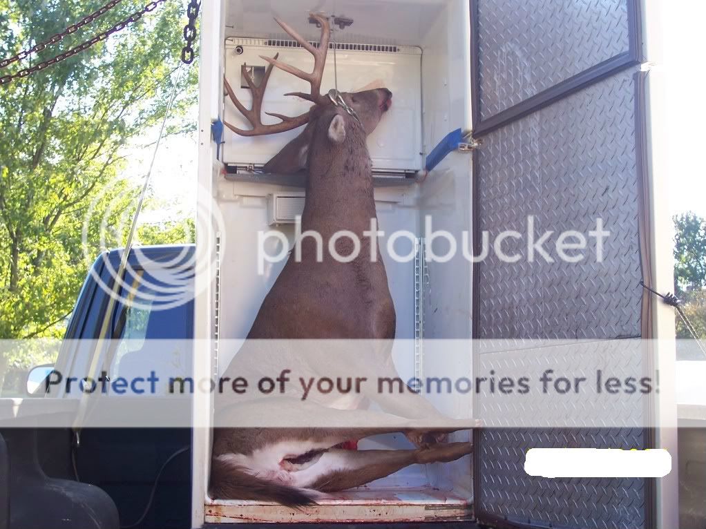 Hanging deer in warm weather Crossbow Nation Forum